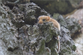 <p>PLŠÍK LÍSKOVÝ (Muscardinus avellanarius) okolí Mikulášovic</p>